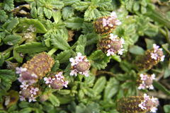 Phyla nodiflora